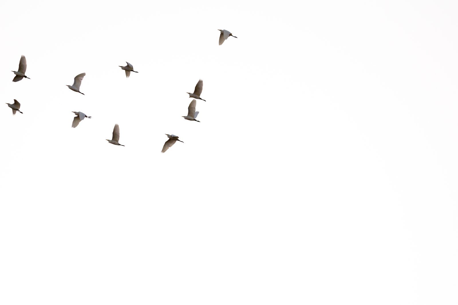 Like a family finding its rhythm together, each wingbeat a quiet promise that no one gets left behind on the journey home.