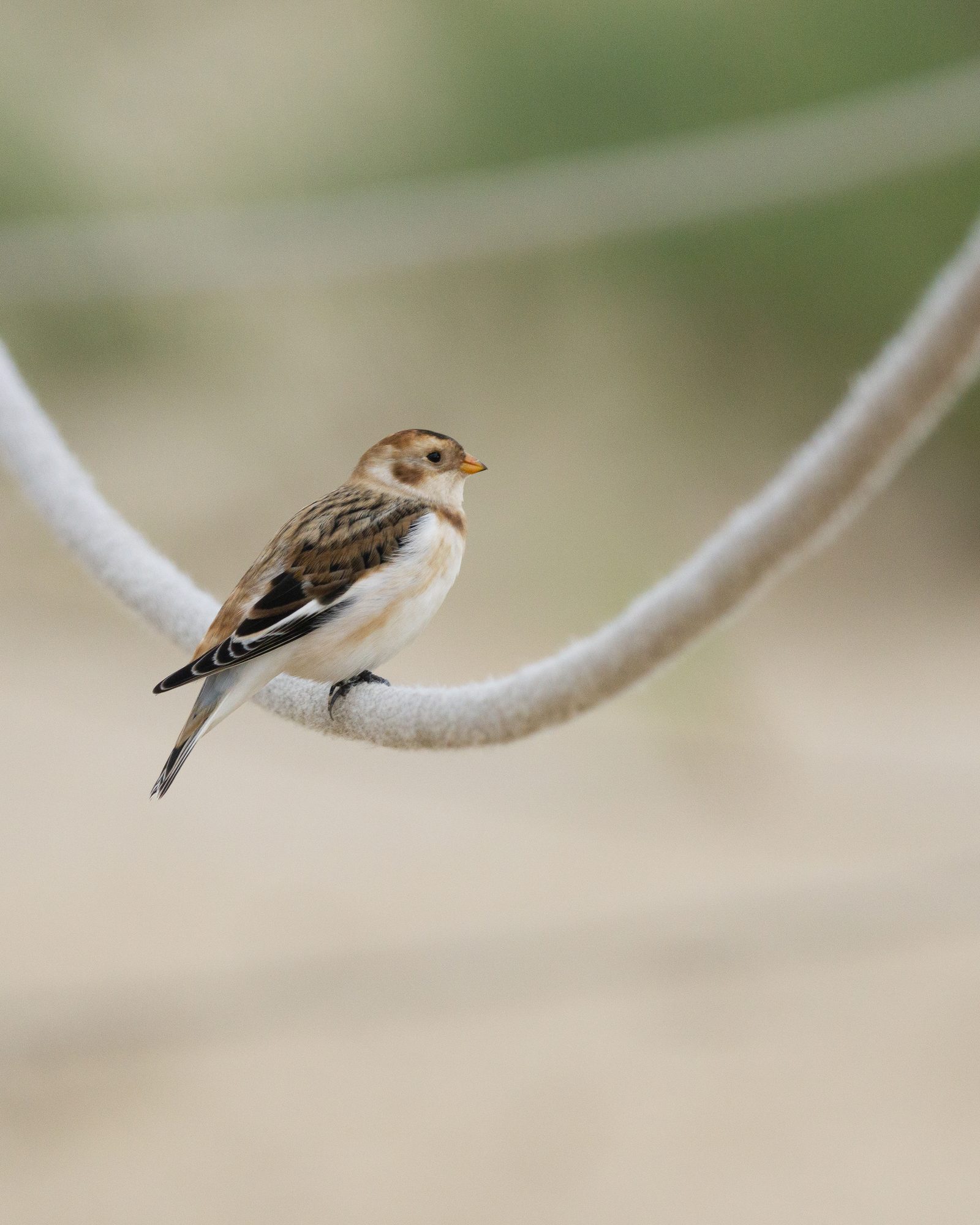 Even resting on a slender rope above open ground, this little one finds steady footing—a gentle reminder that love can hold us still.